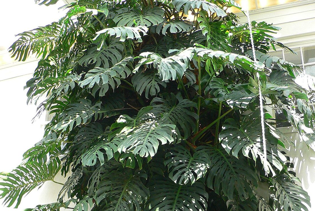Plantonya houseplant log, Monstera deliciosa
